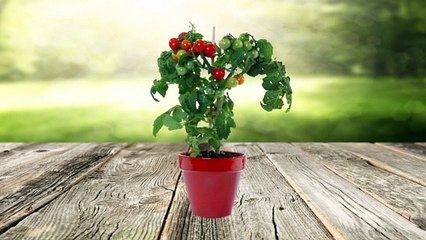 Atelier jardin - Comment cultiver son gingembre ?