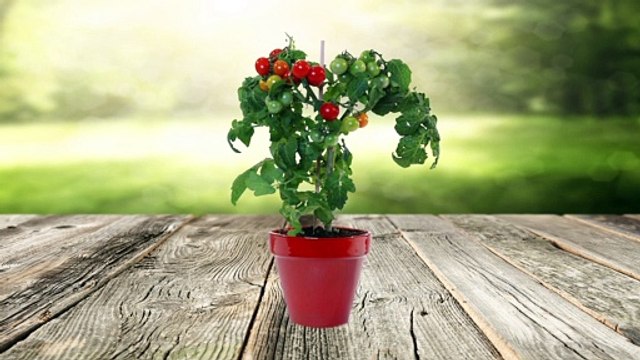 Atelier jardin - Comment cultiver son gingembre ?