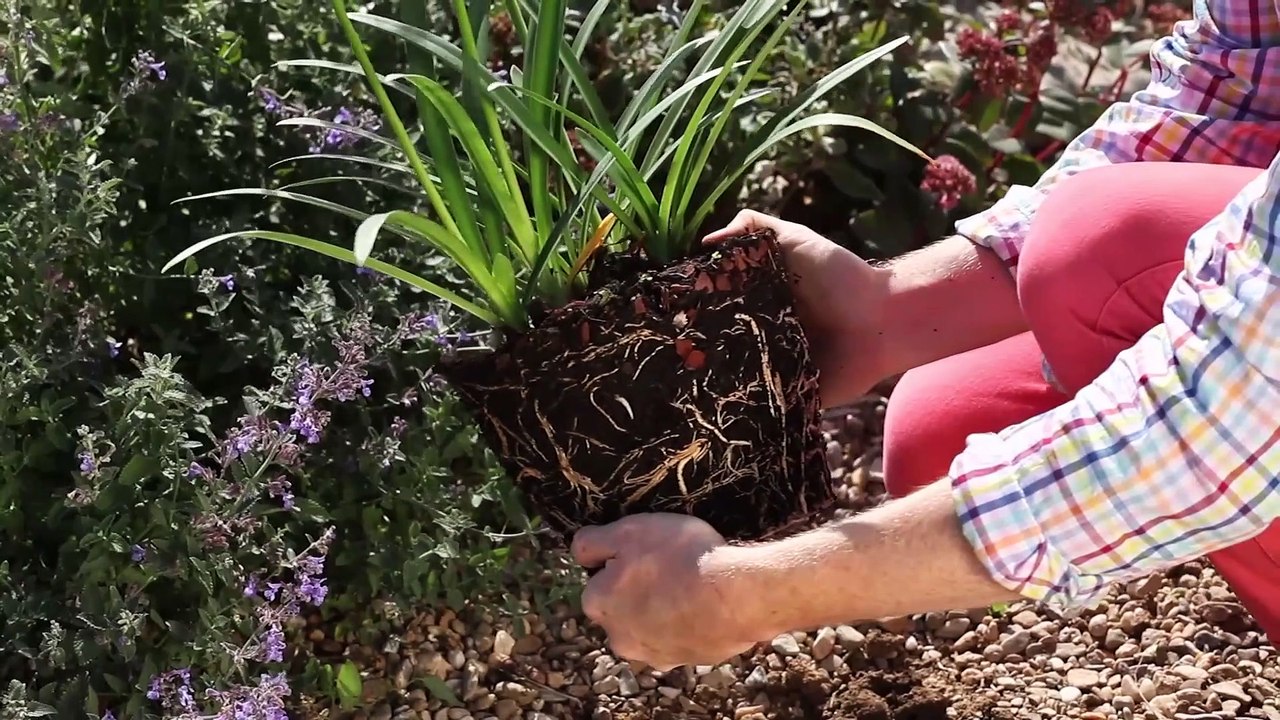 Atelier jardin - Comment planter un agapanthe ?