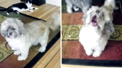 Ce chien a un cri très particulier. Il va vous faire éclater de rire