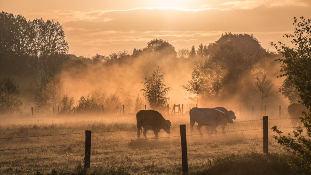 BSE: Forscher entschlüsseln den Ursprung des Rinderwahns