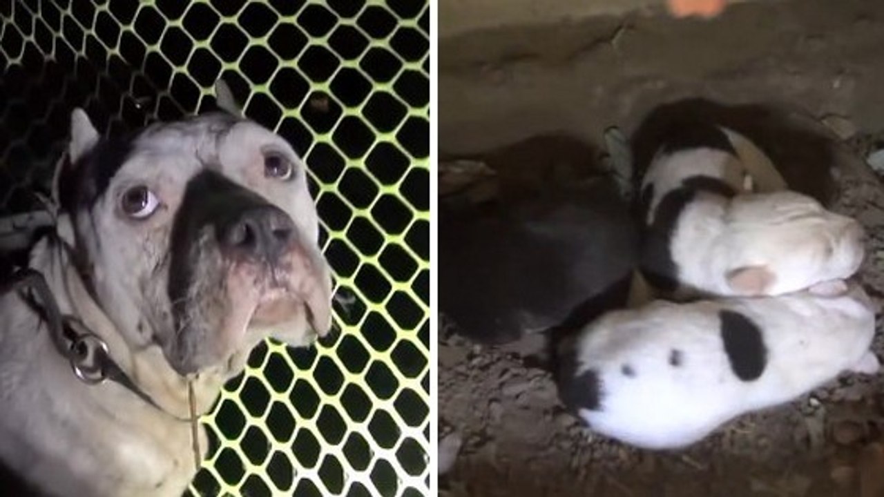 Ces gens ont trouvé une pauvre chienne abandonn...