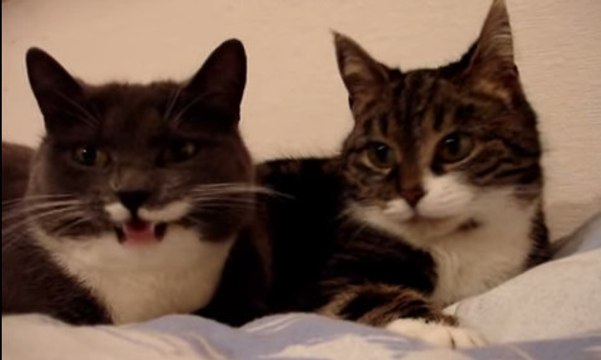 Ces deux chats se parlent. Le résultat est à mourir de rire