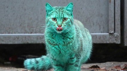 Tout le monde pensait que ce chat vert avait été la cible d'une mauvaise blague. La raison est plus surprenante