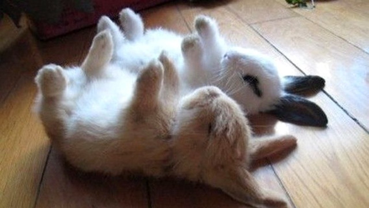 Ce petit lapin ne dort que s'il est sur le dos. Il va vous attendrir