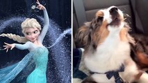 Ce chien adore la Reine des Neiges. Il la chante même à chaque fois