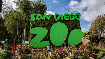 Corona: Mehrere Gorillas positiv getestet