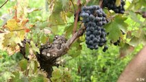 Making grapevines more weather resistant