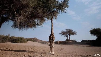 Protecting Africa's tallest creatures