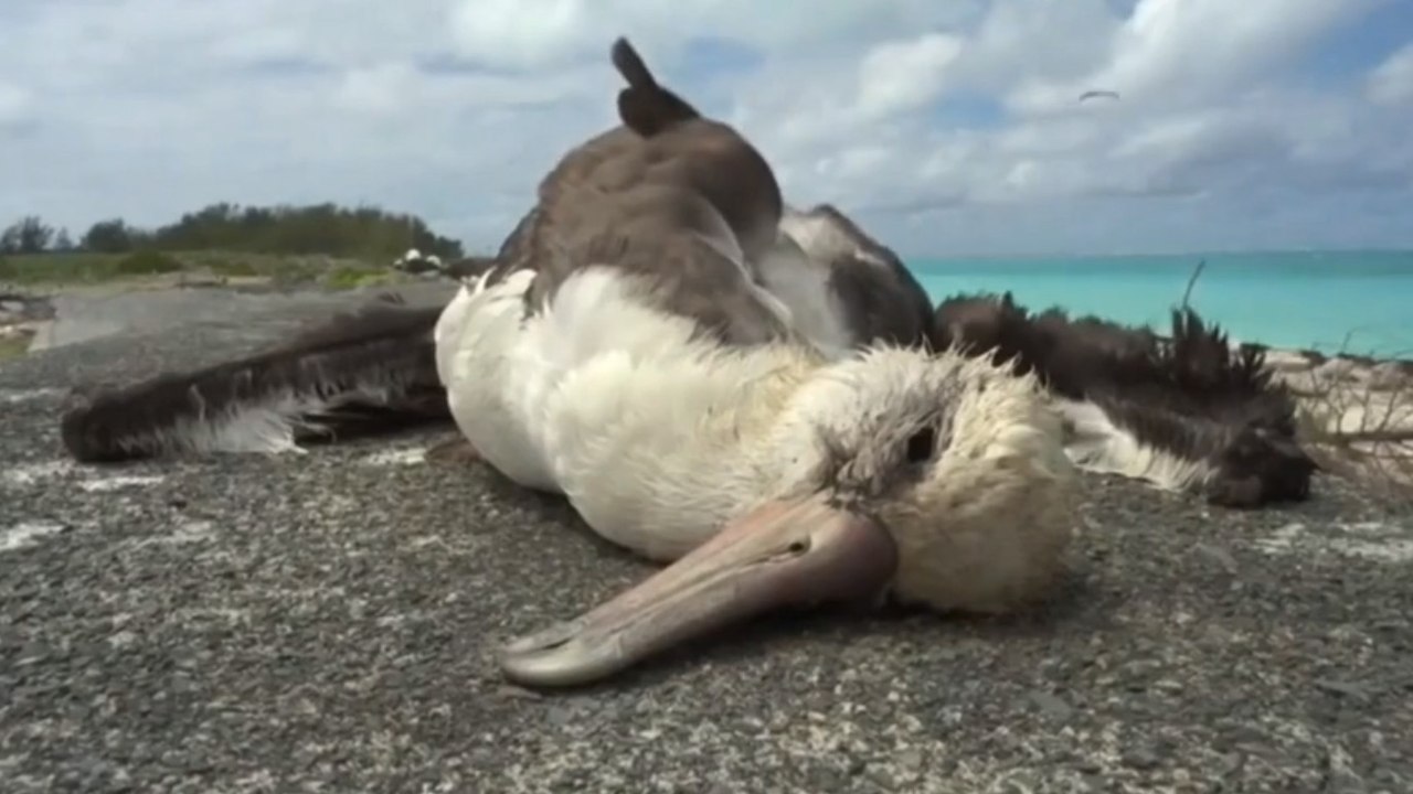 Voilà ce que fait la pollution dans la nature. Une vidéo qui fait réfléchir