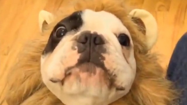 Ce chien se prend pour un lion. Il est à mourir de rire !