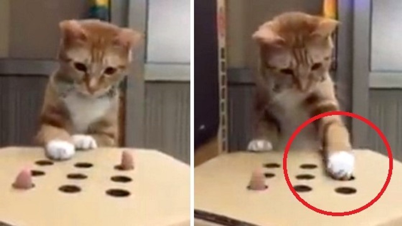 Ce chat veut attraper les doigts de son maître. Mais il va avoir beaucoup de mal