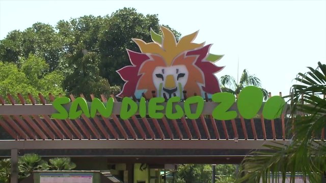 Covid-19: Gorilla erhält gleiche Behandlung wie Donald Trump