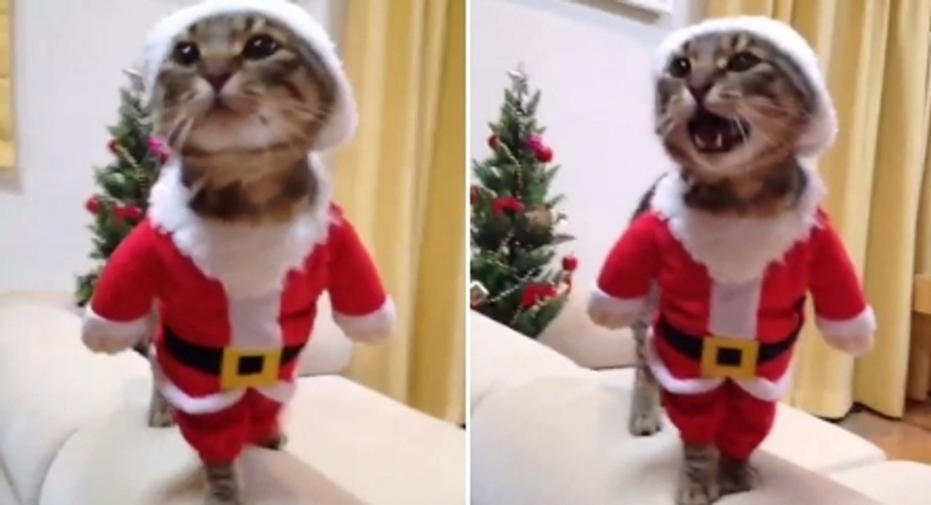 Ce chat adore les fêtes ! Et il sait incarner le Père Noël comme personne