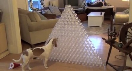 Ce chien a eu un sacré cadeau de Noël. Et il décide illico de jouer avec !