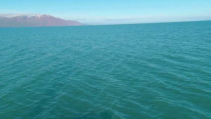 Neue Studien zeigen: Buckelwale sind raffinierte Meeres-Spione