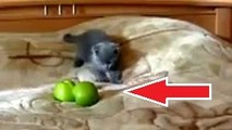 Ce petit chat n'aime pas du tout les pommes. Et il a bien l'intention de le montrer !