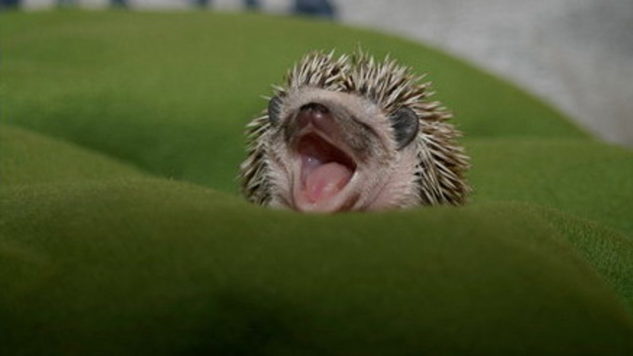 Ce petit hérisson est le plus mignon du monde. Vous allez craquer !