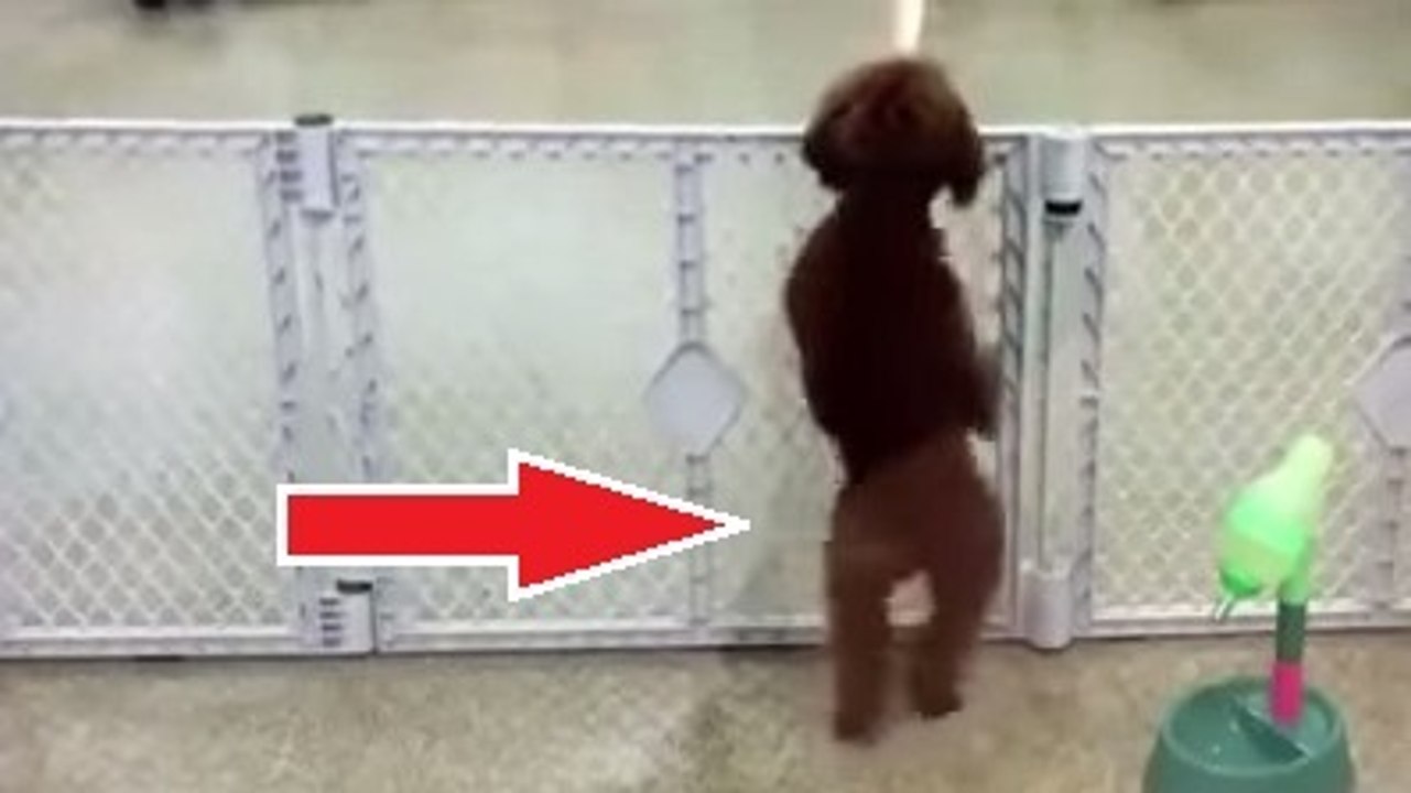 Ce chien a très très envie de voir son maître. Ce qu'il fait pour le convaincre est génial !