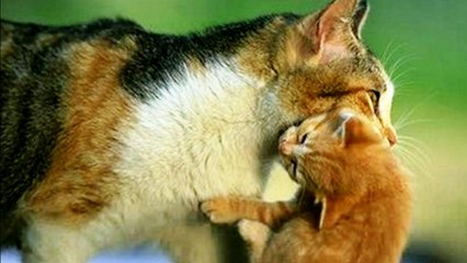 La vie de ce chaton était en danger. Sa maman a pris tous les risques pour le sauver