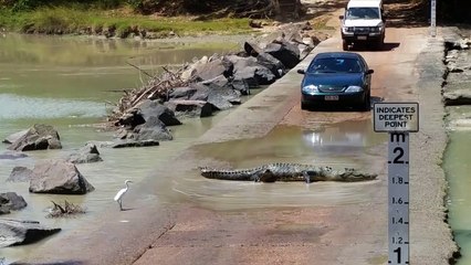 Caimán corta el paso de estos conductores