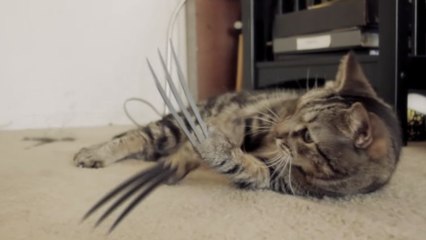 Voilà ce qui arriverait si les chats avaient les mêmes pouvoirs que Wolverine