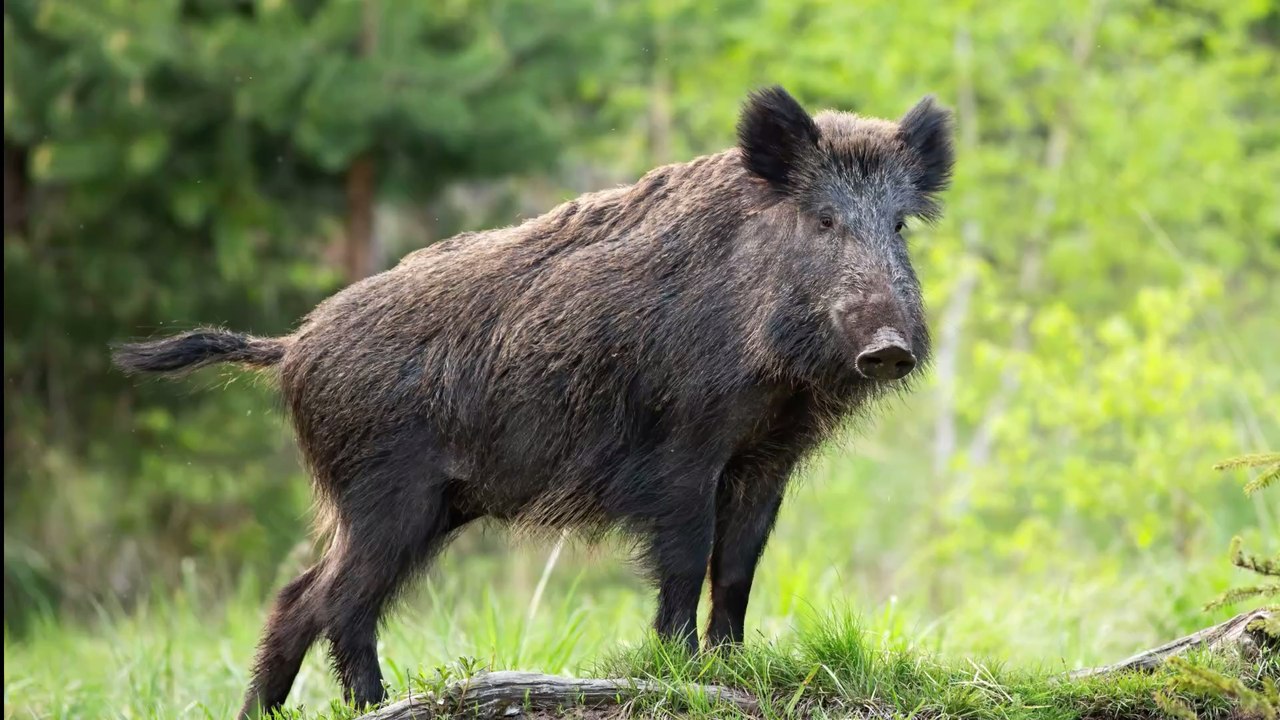 Jäger essen Wildschweinfleisch und lösen beinahe nächste Pandemie aus