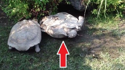 Cette tortue aurait pu mourir en restant dans cette position. Mais elle a reçu une aide inespérée