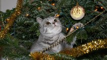 Les chats adorent détruire les sapins de Noël. Ceux-là sont très doués