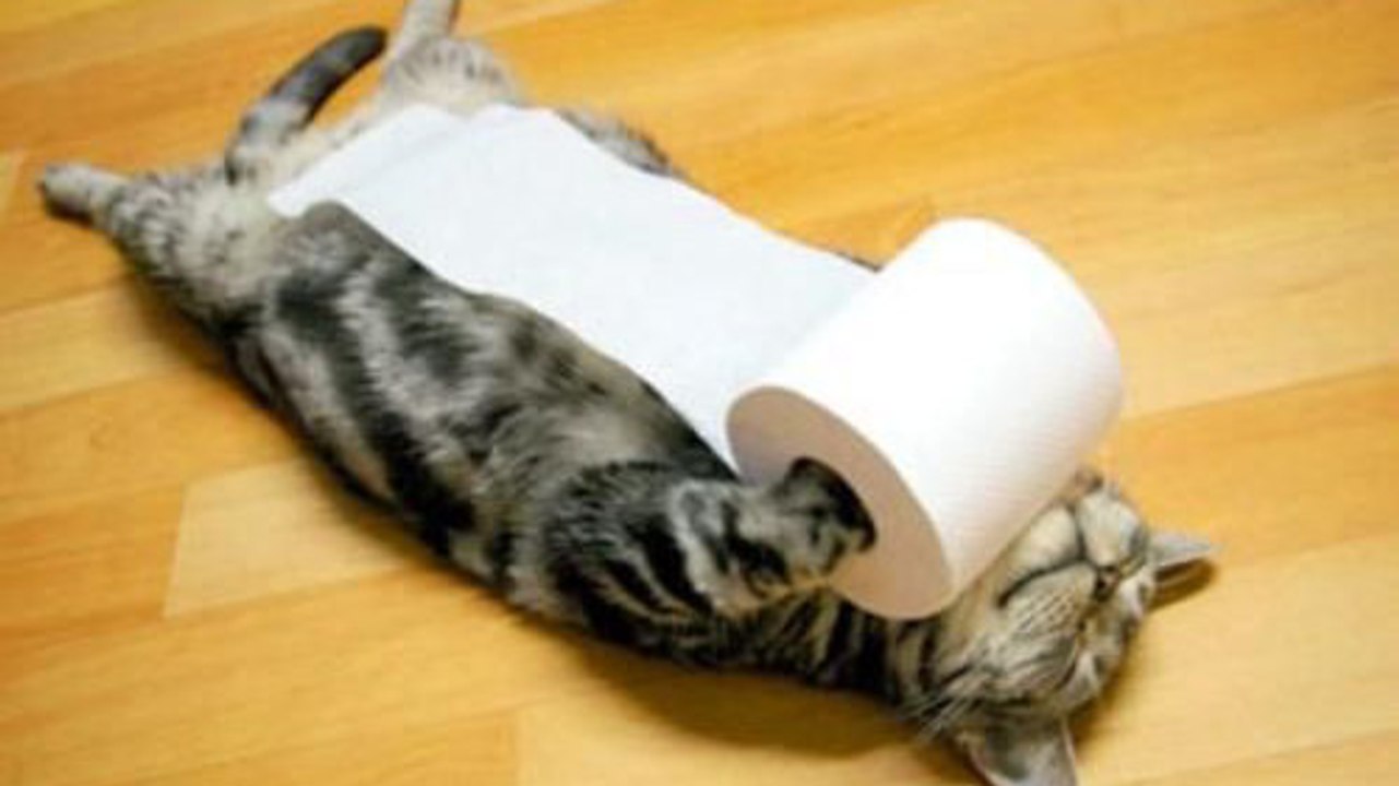 Ce chat adore s'amuser à dérouler le papier toilette. Mais ce qu'il fait ensuite va vous laisser sans voix