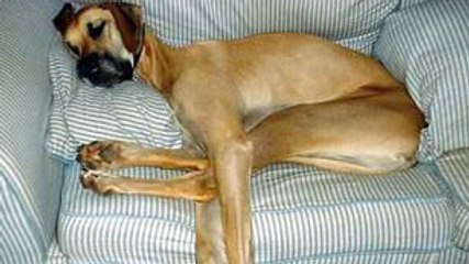 Ce chien veut se coucher dans son panier. Mais il a un tout petit problème...