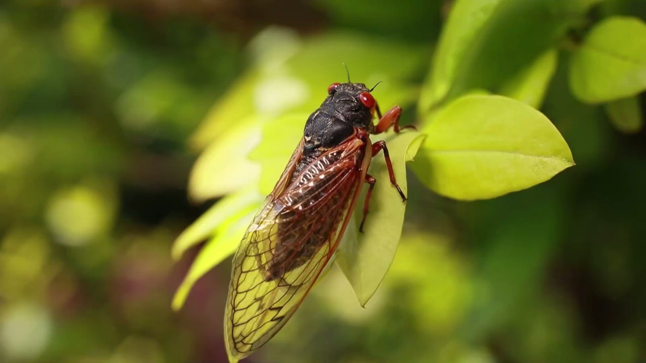 Invasion in den USA: Milliarden Zikaden kommen aus der Erde
