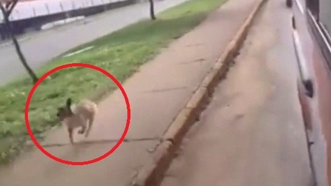 Ce chien a refusé de laisser partir son maître dans l'ambulance. Ce qu'il fait va vous émouvoir