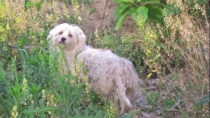 Ce chien abandonné avait peu de chances de s'en sortir. Son histoire va vous bouleverser