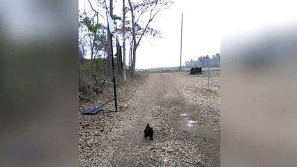 Ce coq attend avec impatience le retour d'école de sa maîtresse