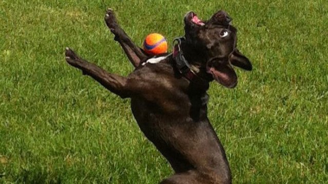 Ces chiens qui n'attrapent rien sont à mourir de rire. Vous allez craquer !