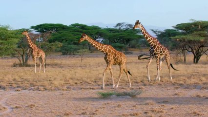 Pablo Escobars Erbe: "Kokain-Hippos" verbreiten sich unkontrolliert