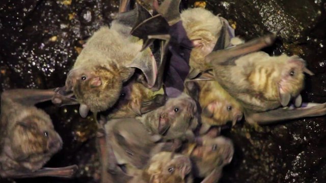 Jagd auf Fledermäuse: So wollen Virusjäger die nächste Pandemie verhindern