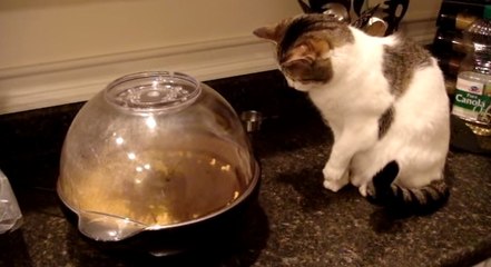 Ce chat a une drôle de réaction devant la machine à pop-corn