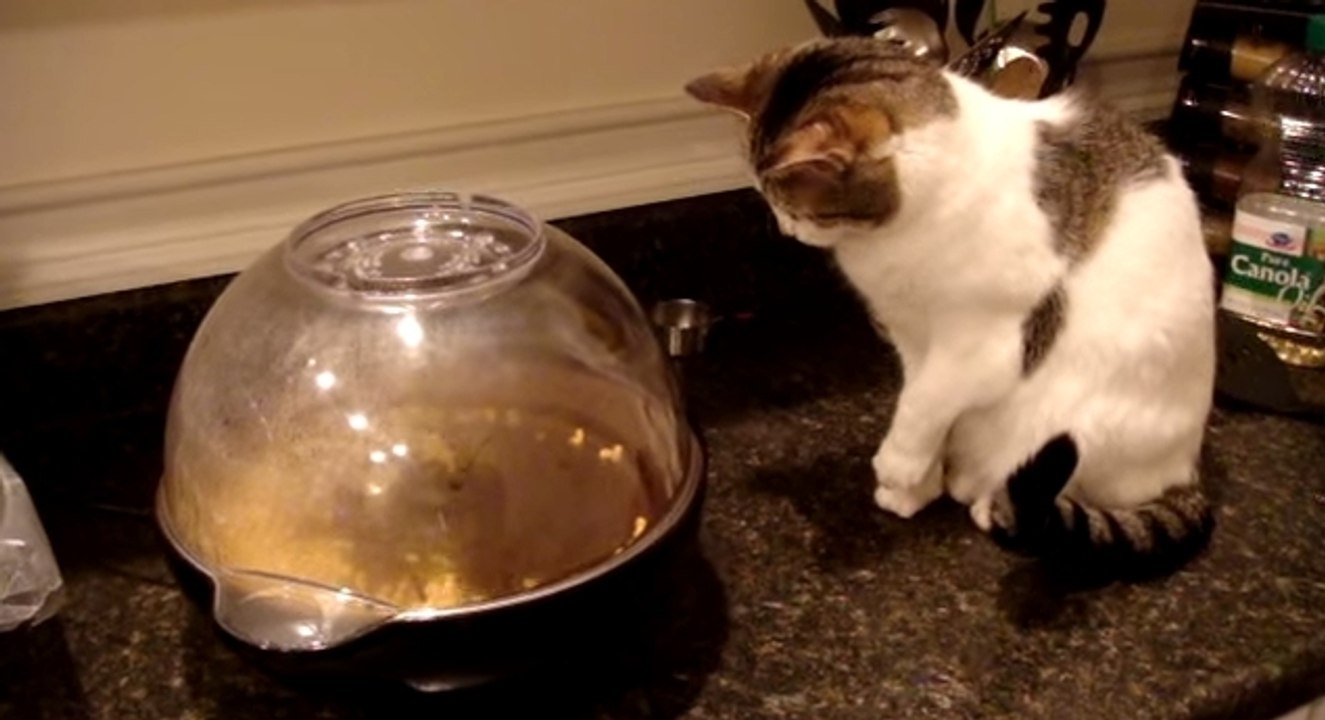 Ce chat a une drôle de réaction devant la machine à pop-corn