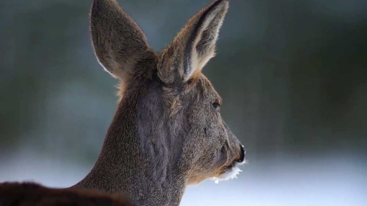 So lässt sich eine Ricke von der Hirschkuh unterscheiden