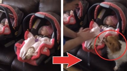 Ce chihuahua est un vrai ange gardien pour ces bébés. Il va vous surprendre