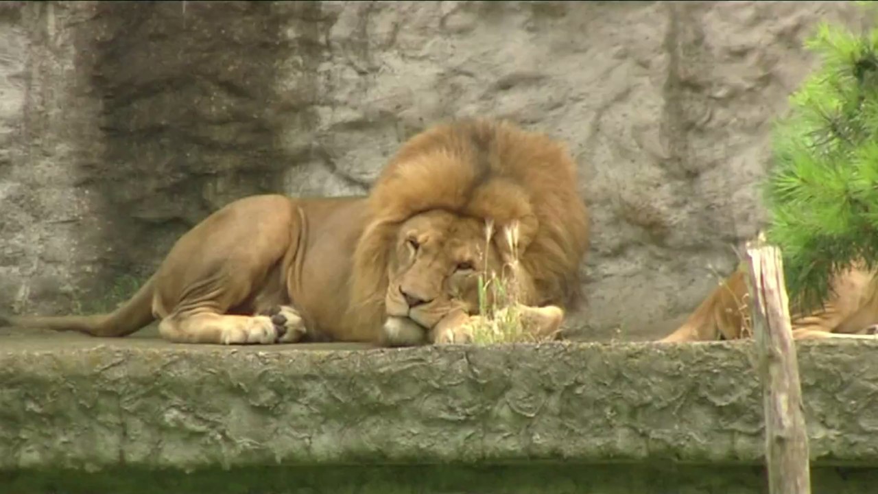 Löwenangriff im Osnabrücker Zoo: Darum wurde die Tierpflegerin attackiert