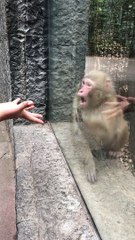Monkey’s Adorable Reaction to Magic Trick