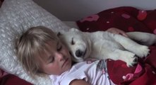 Ce bébé labrador adore se réveiller aux cotés de son maître. Une complicité qui fait rêver !