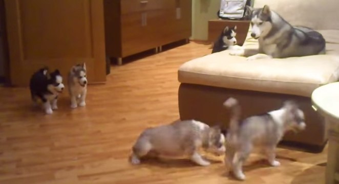 Cette maman Husky joue avec ses petits. Une complicité qui va vous faire fondre