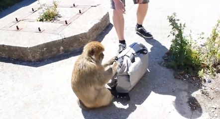 Ce touriste s'est fait voler son sandwich par un singe. Une scène hilarante !