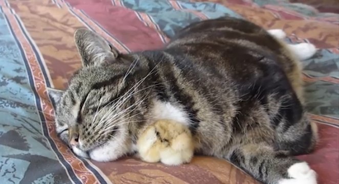 Ce poussin a trouvé l'endroit parfait pour faire sa sieste. Il va vous faire craquer !