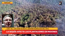 La sequía afecta las plantaciones en Misiones
