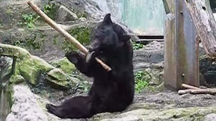 Cet ours est un vrai pro du kung-fu. Il va vous épater